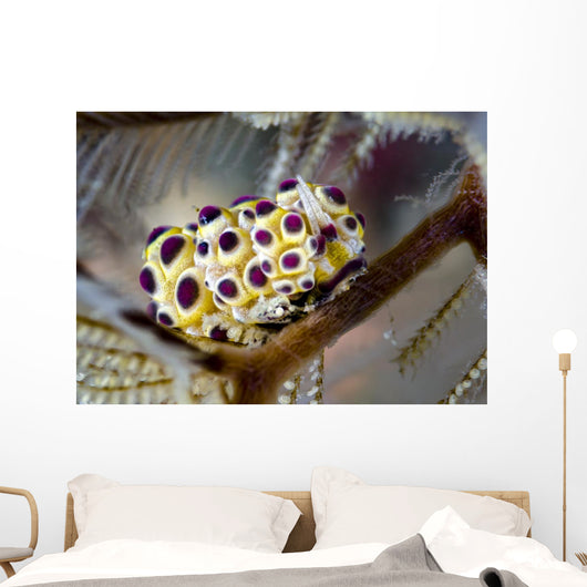 Undescribed Doto Nudibranch Milne Close-up Wall Decal