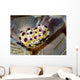 Undescribed Doto Nudibranch Milne Close-up Wall Decal