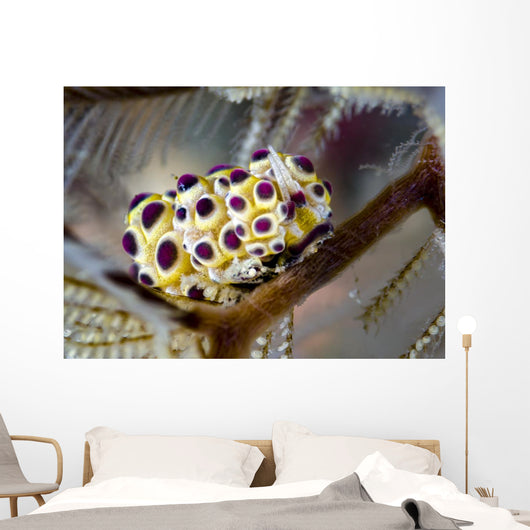 Undescribed Doto Nudibranch Milne Close-up Wall Decal