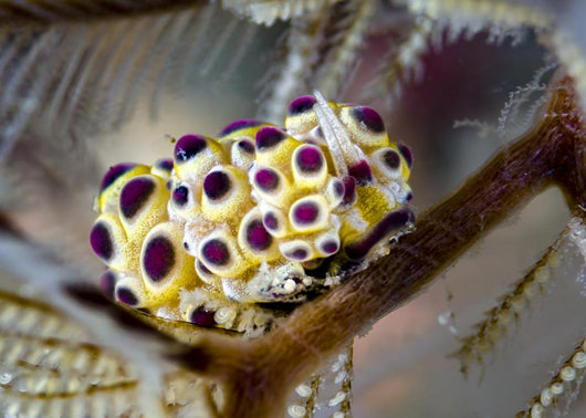 Undescribed Doto Nudibranch Milne Close-up Wall Decal