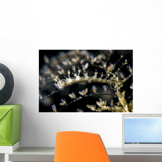 Undescribed Doto Nudibranch Milne Wall Decal