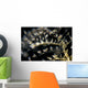 Undescribed Doto Nudibranch Milne Wall Decal
