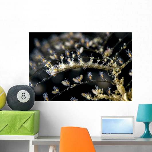 Undescribed Doto Nudibranch Milne Wall Decal