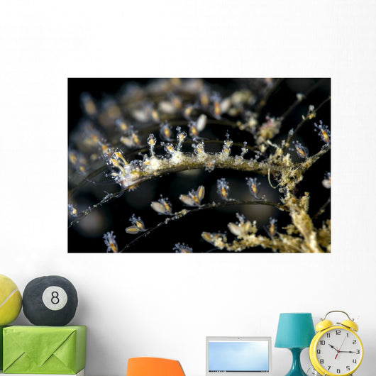 Undescribed Doto Nudibranch Milne Wall Decal