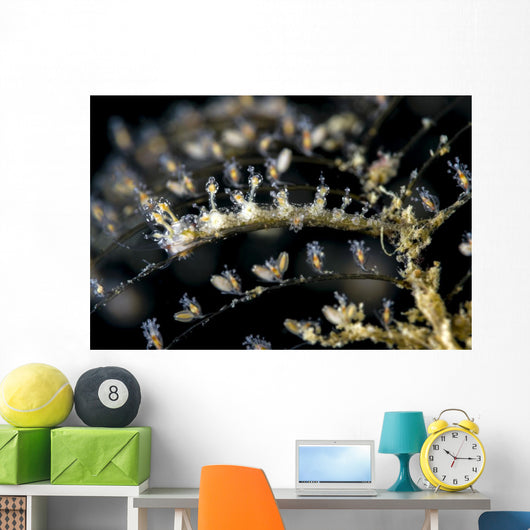 Undescribed Doto Nudibranch Milne Wall Decal