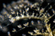 Undescribed Doto Nudibranch Milne Wall Decal