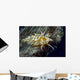 Caloria Nudibranch Milne Bay Wall Decal