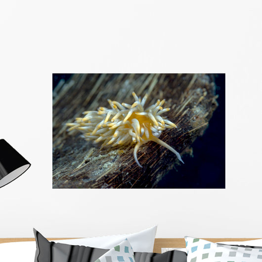 Caloria Nudibranch Milne Bay Wall Decal