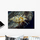 Caloria Nudibranch Milne Bay Wall Decal