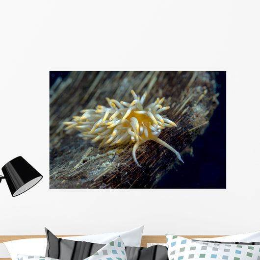 Caloria Nudibranch Milne Bay Wall Decal