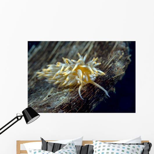 Caloria Nudibranch Milne Bay Wall Decal
