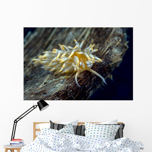Caloria Nudibranch Milne Bay Wall Decal