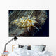 Caloria Nudibranch Milne Bay Wall Decal