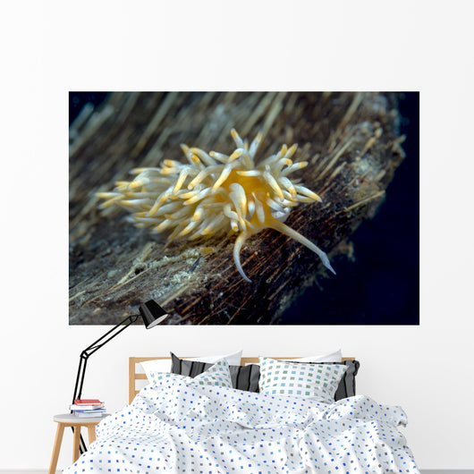 Caloria Nudibranch Milne Bay Wall Decal