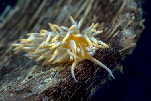 Caloria Nudibranch Milne Bay Wall Decal
