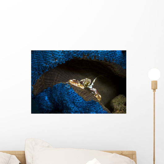 Spotted Porcelain Crab Blue Wall Decal