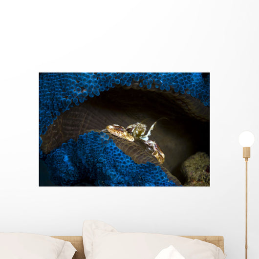 Spotted Porcelain Crab Blue Wall Decal