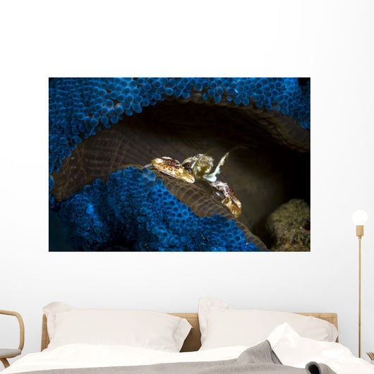 Spotted Porcelain Crab Blue Wall Decal