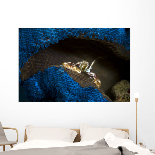 Spotted Porcelain Crab Blue Wall Decal