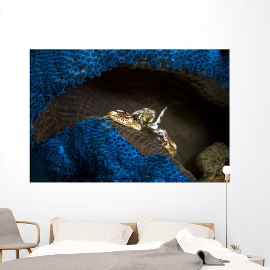 Spotted Porcelain Crab Blue Wall Decal