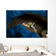 Spotted Porcelain Crab Blue Wall Decal