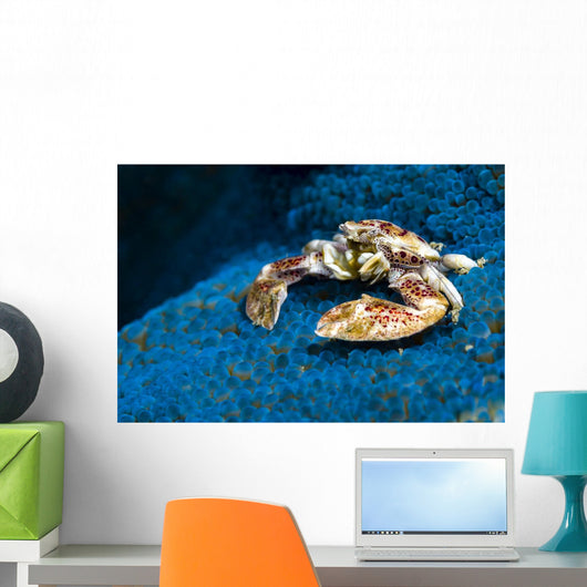 Spotted Porcelain Crab Blue Close-up Wall Decal