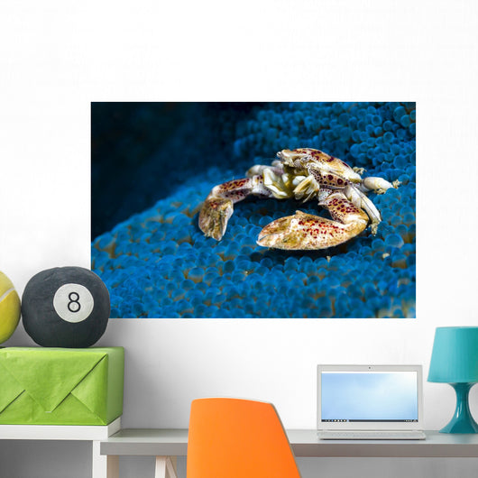 Spotted Porcelain Crab Blue Close-up Wall Decal