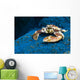 Spotted Porcelain Crab Blue Close-up Wall Decal