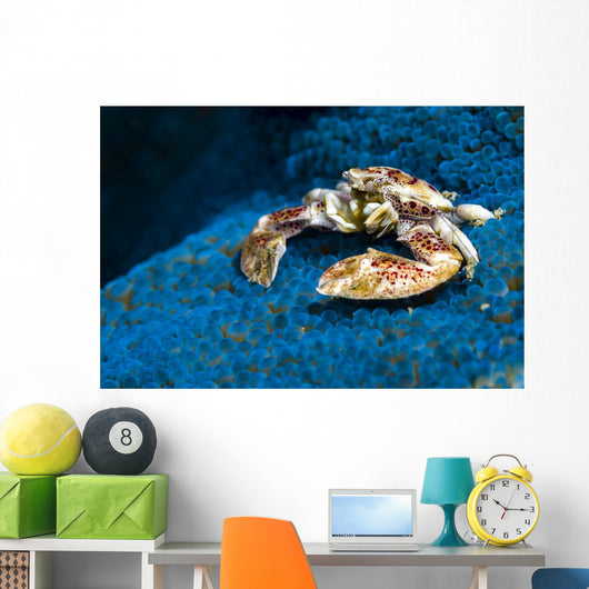 Spotted Porcelain Crab Blue Close-up Wall Decal