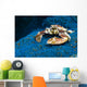 Spotted Porcelain Crab Blue Close-up Wall Decal