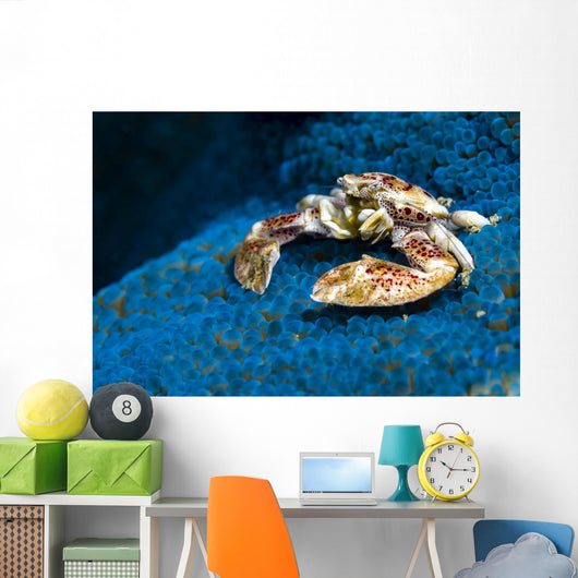 Spotted Porcelain Crab Blue Close-up Wall Decal