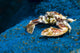 Spotted Porcelain Crab Blue Close-up Wall Decal