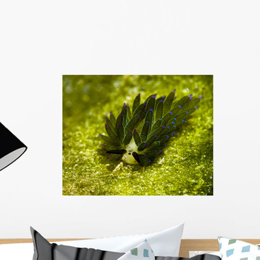 Costasiella Sapsucking Slug Milne Wall Decal