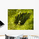 Costasiella Sapsucking Slug Milne Wall Decal
