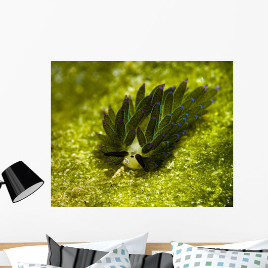 Costasiella Sapsucking Slug Milne Wall Decal