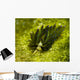 Costasiella Sapsucking Slug Milne Wall Decal