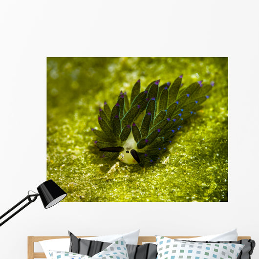 Costasiella Sapsucking Slug Milne Wall Decal