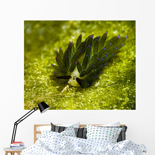 Costasiella Sapsucking Slug Milne Wall Decal