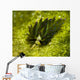 Costasiella Sapsucking Slug Milne Wall Decal