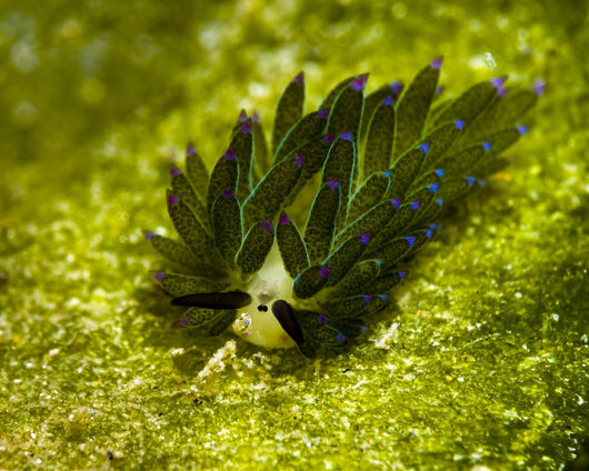 Costasiella Sapsucking Slug Milne Wall Decal