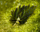 Costasiella Sapsucking Slug Milne Wall Decal