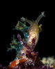Lined Sea Hare Milne Wall Decal
