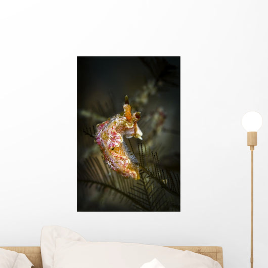 Unknown Nudibranch Milne Bay Wall Decal