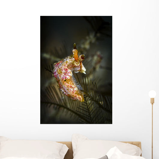 Unknown Nudibranch Milne Bay Wall Decal