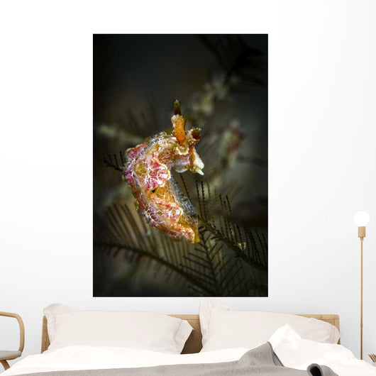 Unknown Nudibranch Milne Bay Wall Decal