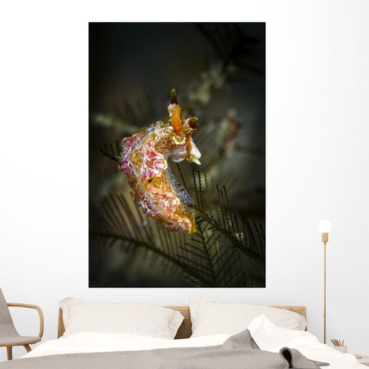 Unknown Nudibranch Milne Bay Wall Decal