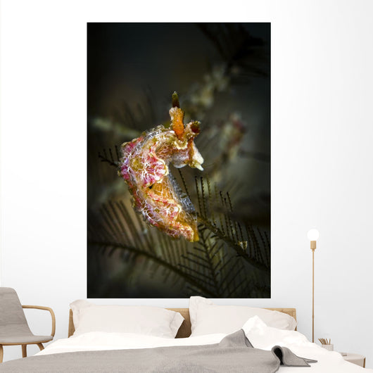 Unknown Nudibranch Milne Bay Wall Decal
