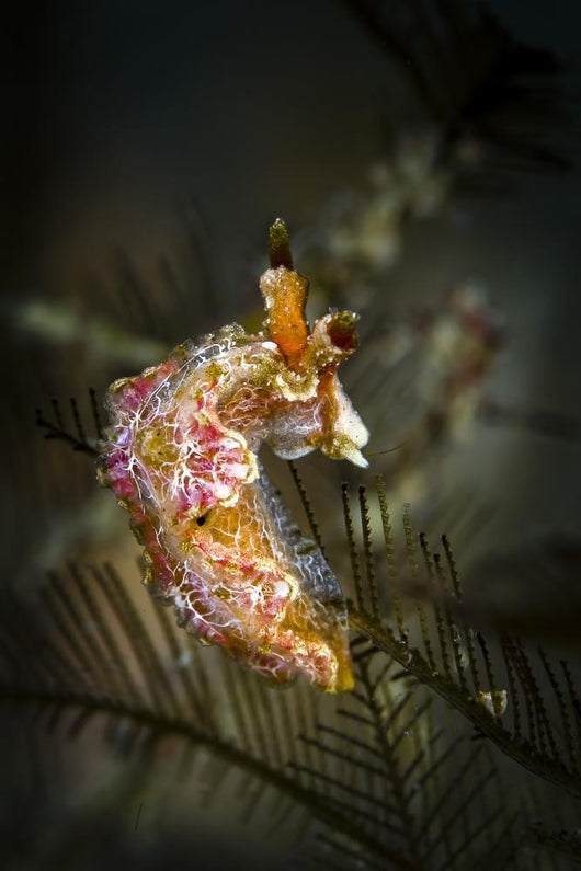 Unknown Nudibranch Milne Bay Wall Decal