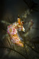 Unknown Nudibranch Milne Bay Wall Decal