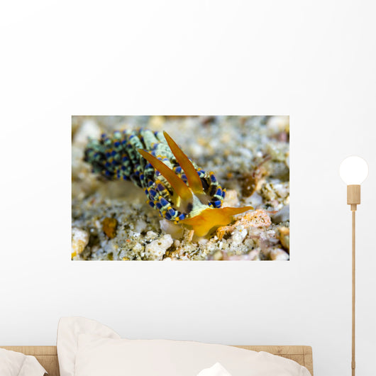 Cuthona Nudibranch Milne Bay Wall Decal
